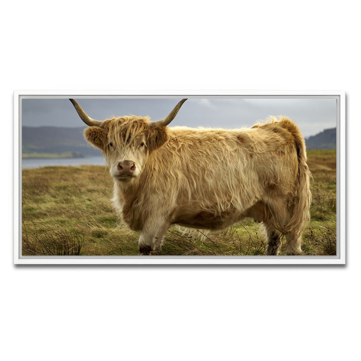 AUTO-MOCKUP WHITE | Highland Cow - Countryside | 1 Piece | White Framed Canvas | group=2x1