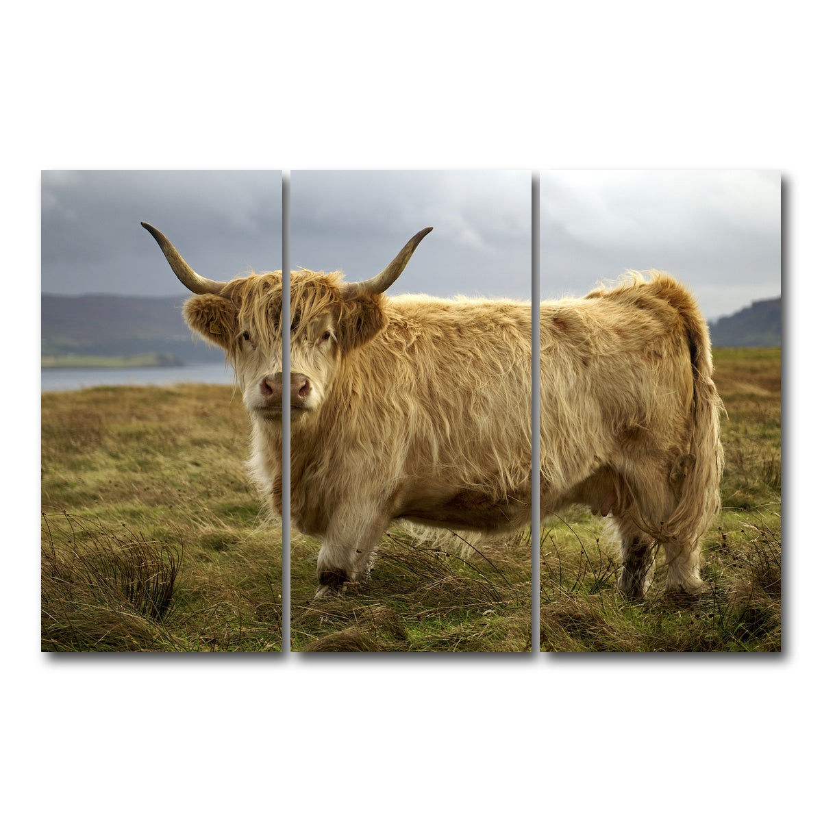 AUTO-MOCKUP WHITE | Highland Cow - Countryside | 3 Piece | Gallery Wrap Canvas | group=12x24