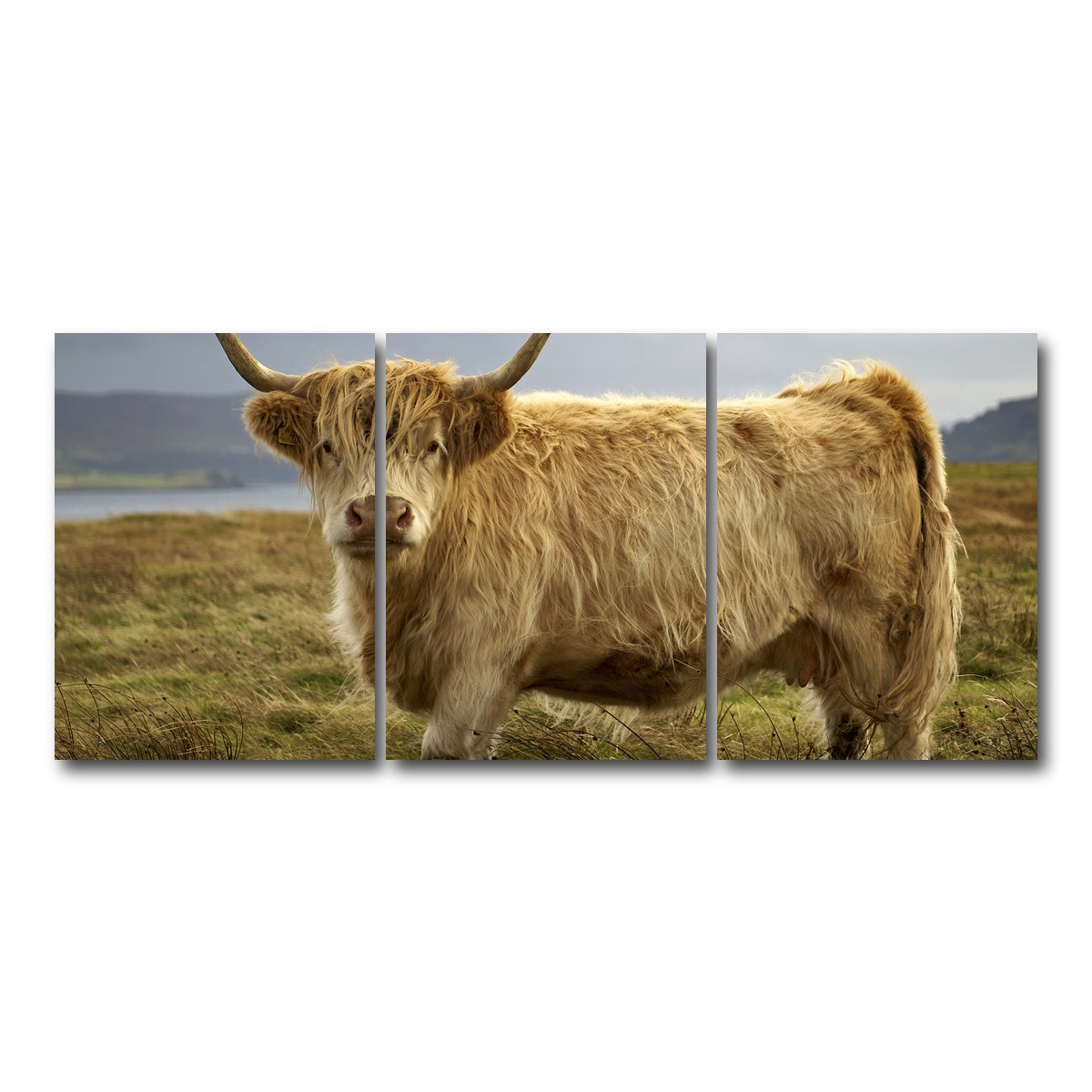 AUTO-MOCKUP WHITE | Highland Cow - Countryside | 3 Piece | Gallery Wrap Canvas | group=18x24