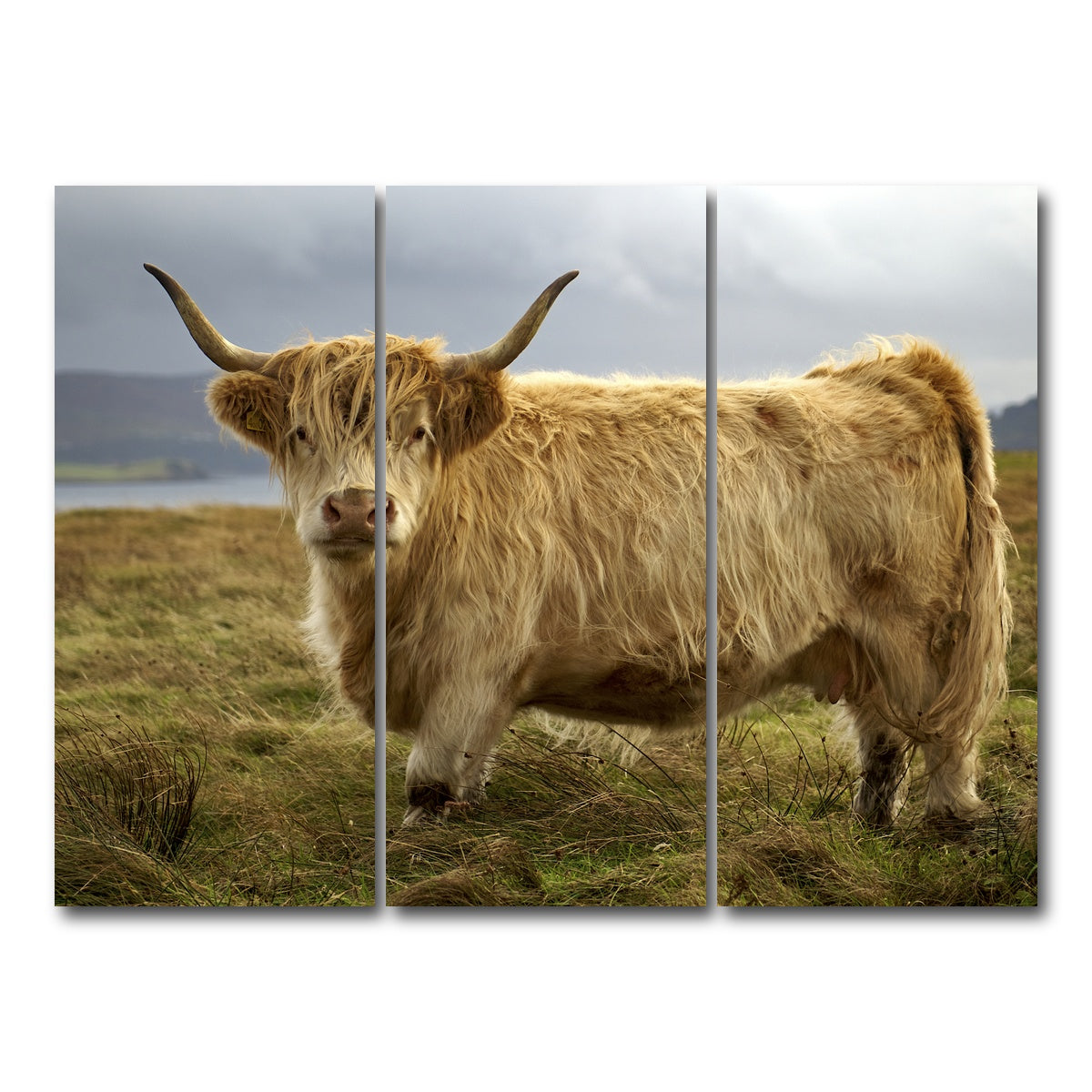 AUTO-MOCKUP WHITE | Highland Cow - Countryside | 3 Piece | Gallery Wrap Canvas | group=8x18