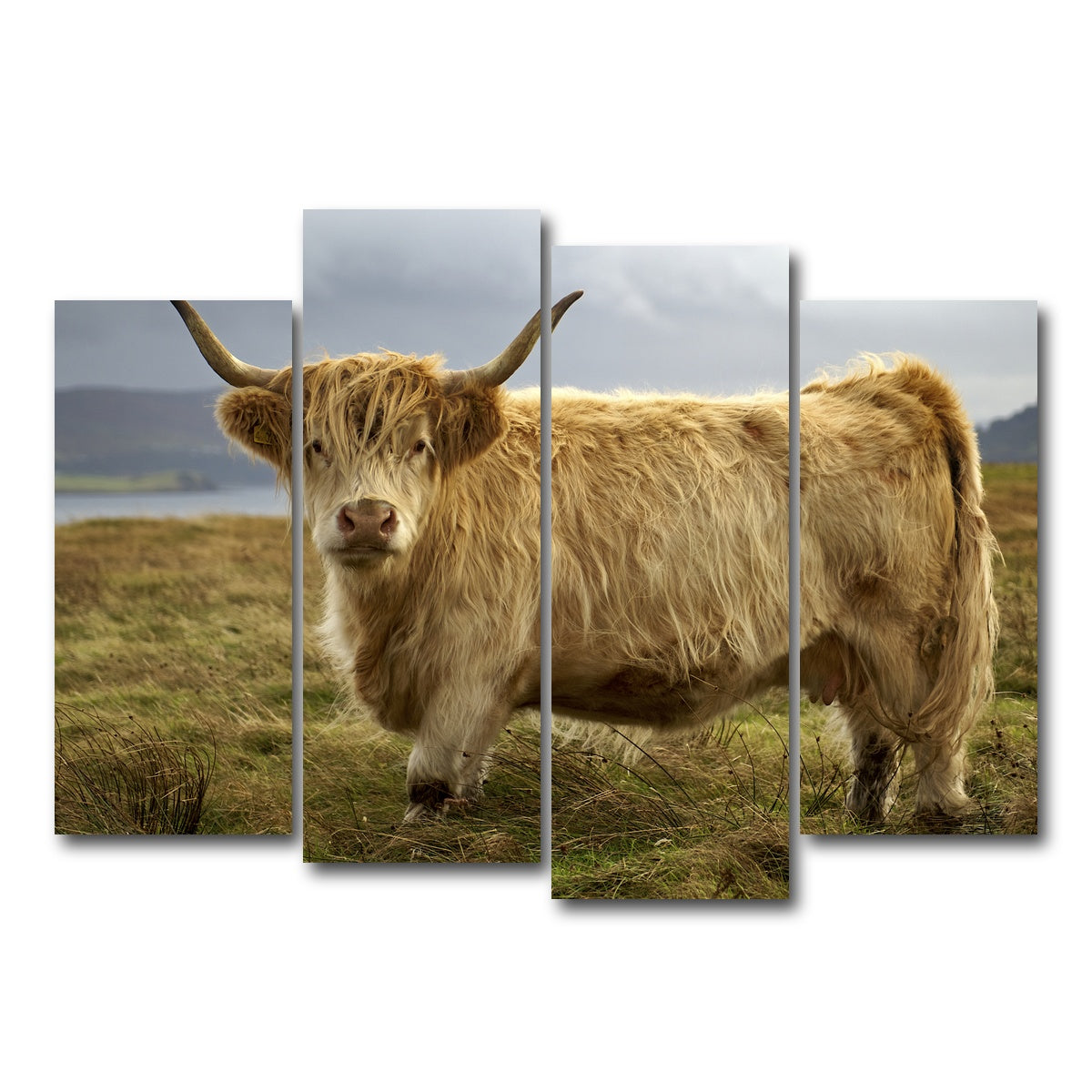 AUTO-MOCKUP WHITE | Highland Cow - Countryside | 4 Piece | Gallery Wrap Canvas | group=4_normal