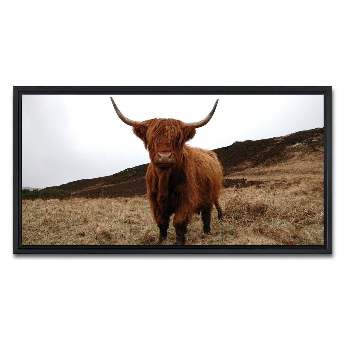 AUTO-MOCKUP WHITE | Highland Cow - Northern Scotland | 1 Piece | Black Framed Canvas | group=2x1