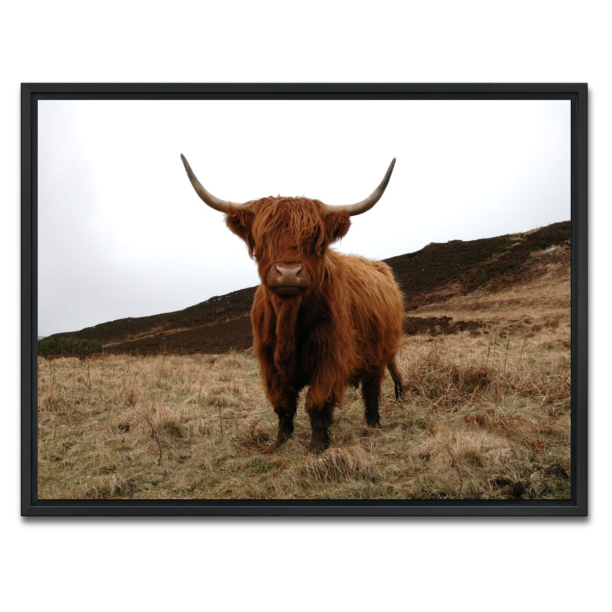 AUTO-MOCKUP WHITE | Highland Cow - Northern Scotland | 1 Piece | Black Framed Canvas | group=4x3