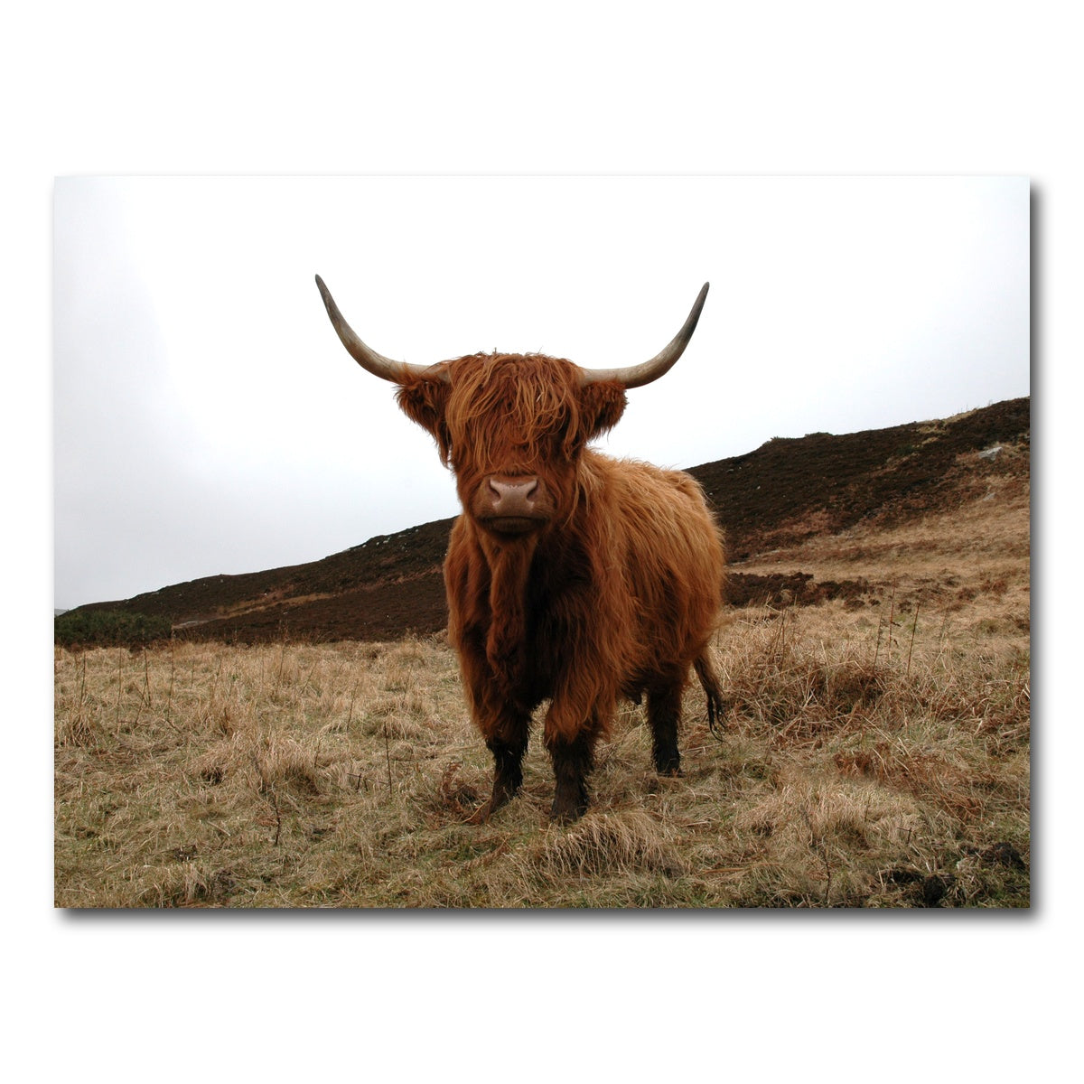AUTO-MOCKUP WHITE | Highland Cow - Northern Scotland | 1 Piece | Gallery Wrap Canvas | group=4x3