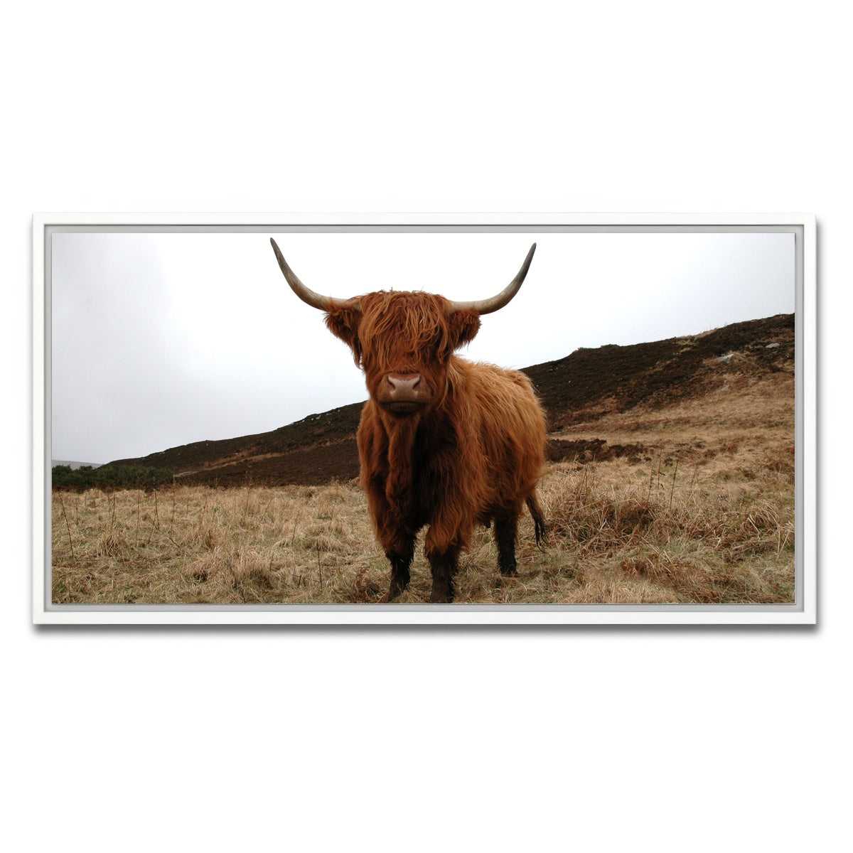 AUTO-MOCKUP WHITE | Highland Cow - Northern Scotland | 1 Piece | White Framed Canvas | group=2x1