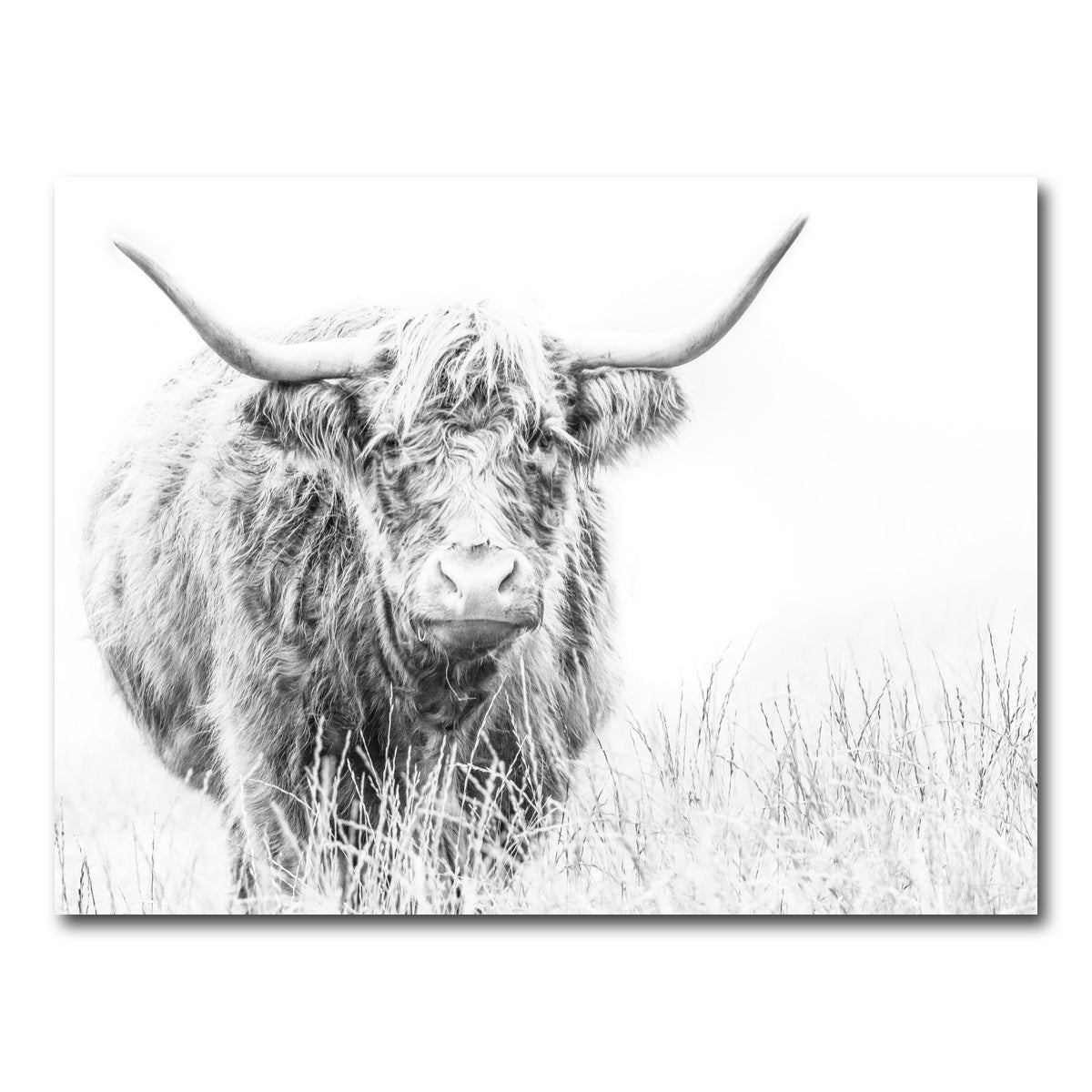 AUTO-MOCKUP WHITE | Highland Cow on white | 1 Piece | Gallery Wrap Canvas | group=4x3