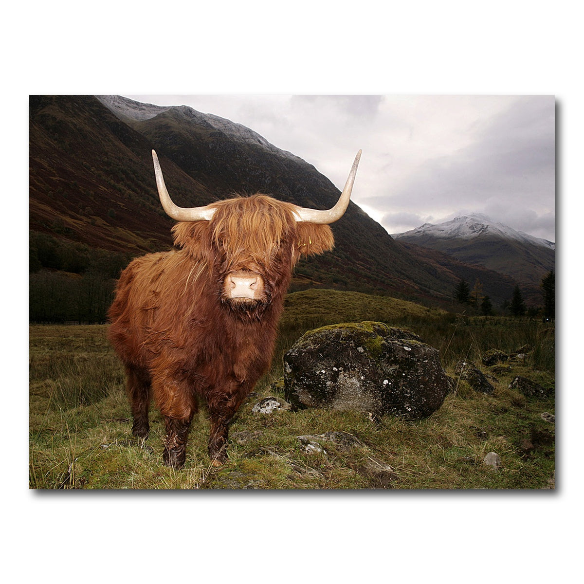 AUTO-MOCKUP WHITE | Highland cow in Glen Coe | 1 Piece | Gallery Wrap Canvas | group=4x3