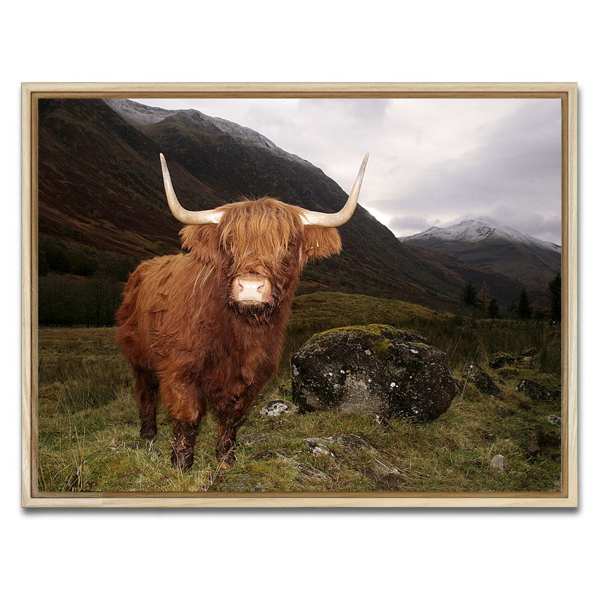 AUTO-MOCKUP WHITE | Highland cow in Glen Coe | 1 Piece | Natural Framed Canvas | group=4x3
