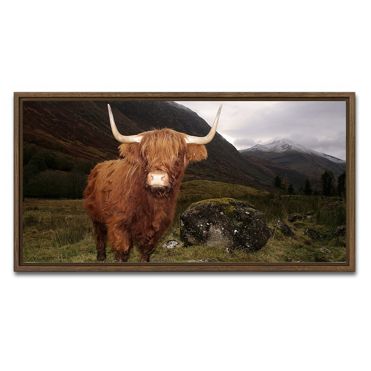AUTO-MOCKUP WHITE | Highland cow in Glen Coe | 1 Piece | Walnut Framed Canvas | group=2x1