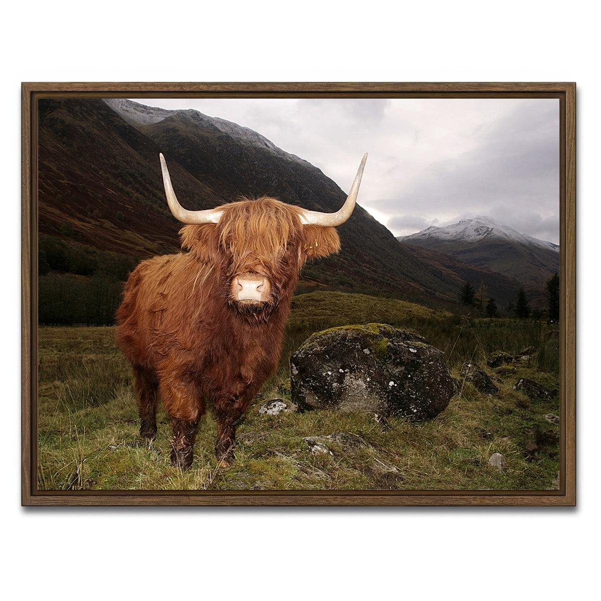 AUTO-MOCKUP WHITE | Highland cow in Glen Coe | 1 Piece | Walnut Framed Canvas | group=4x3