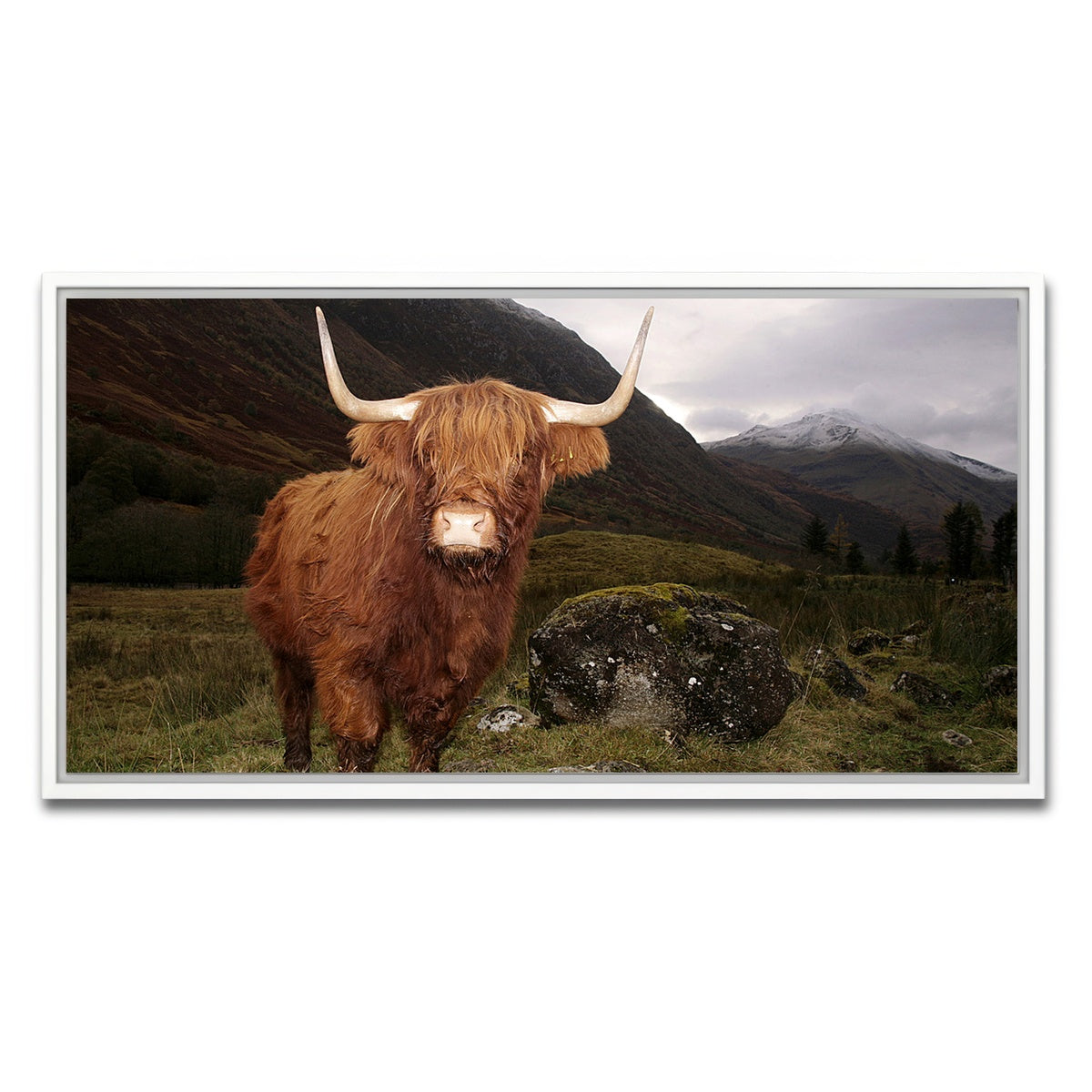 AUTO-MOCKUP WHITE | Highland cow in Glen Coe | 1 Piece | White Framed Canvas | group=2x1