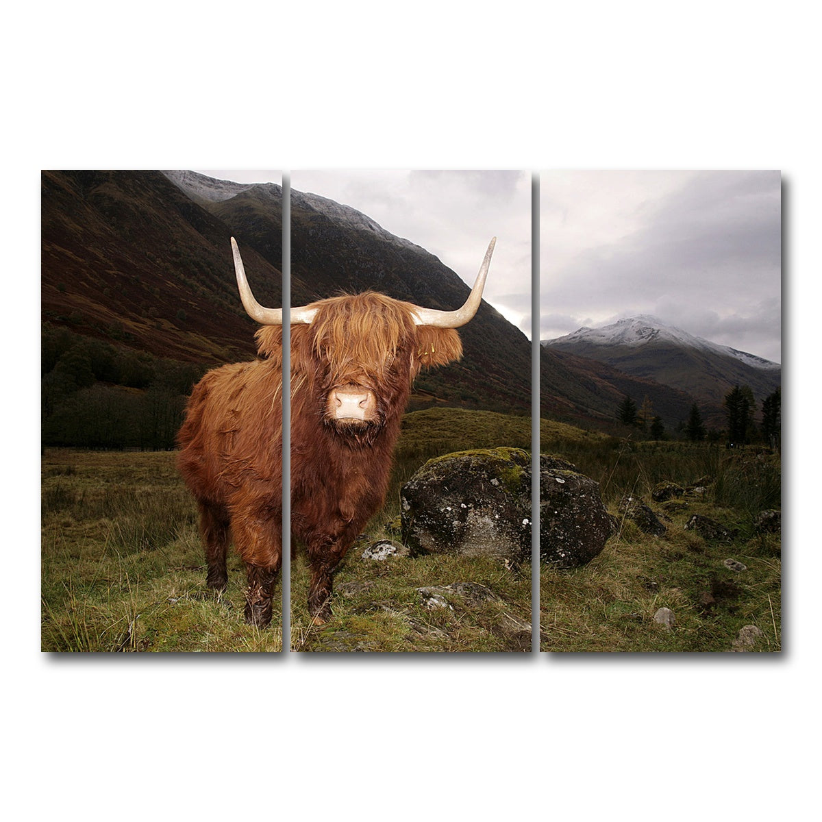 AUTO-MOCKUP WHITE | Highland cow in Glen Coe | 3 Piece | Gallery Wrap Canvas | group=12x24
