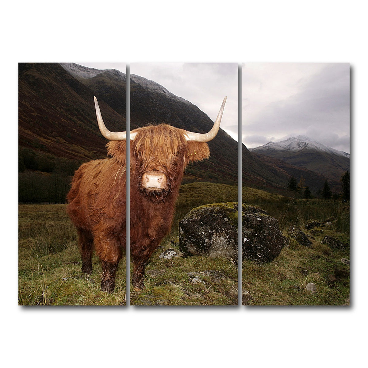AUTO-MOCKUP WHITE | Highland cow in Glen Coe | 3 Piece | Gallery Wrap Canvas | group=8x18