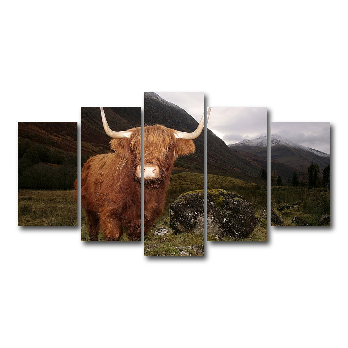 AUTO-MOCKUP WHITE | Highland cow in Glen Coe | 5 Piece | Gallery Wrap Canvas | group=5_normal
