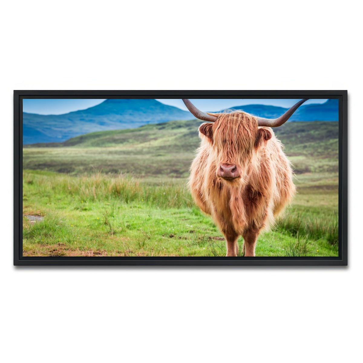 AUTO-MOCKUP WHITE | Highland cow in Isle of Skye | 1 Piece | Black Framed Canvas | group=2x1