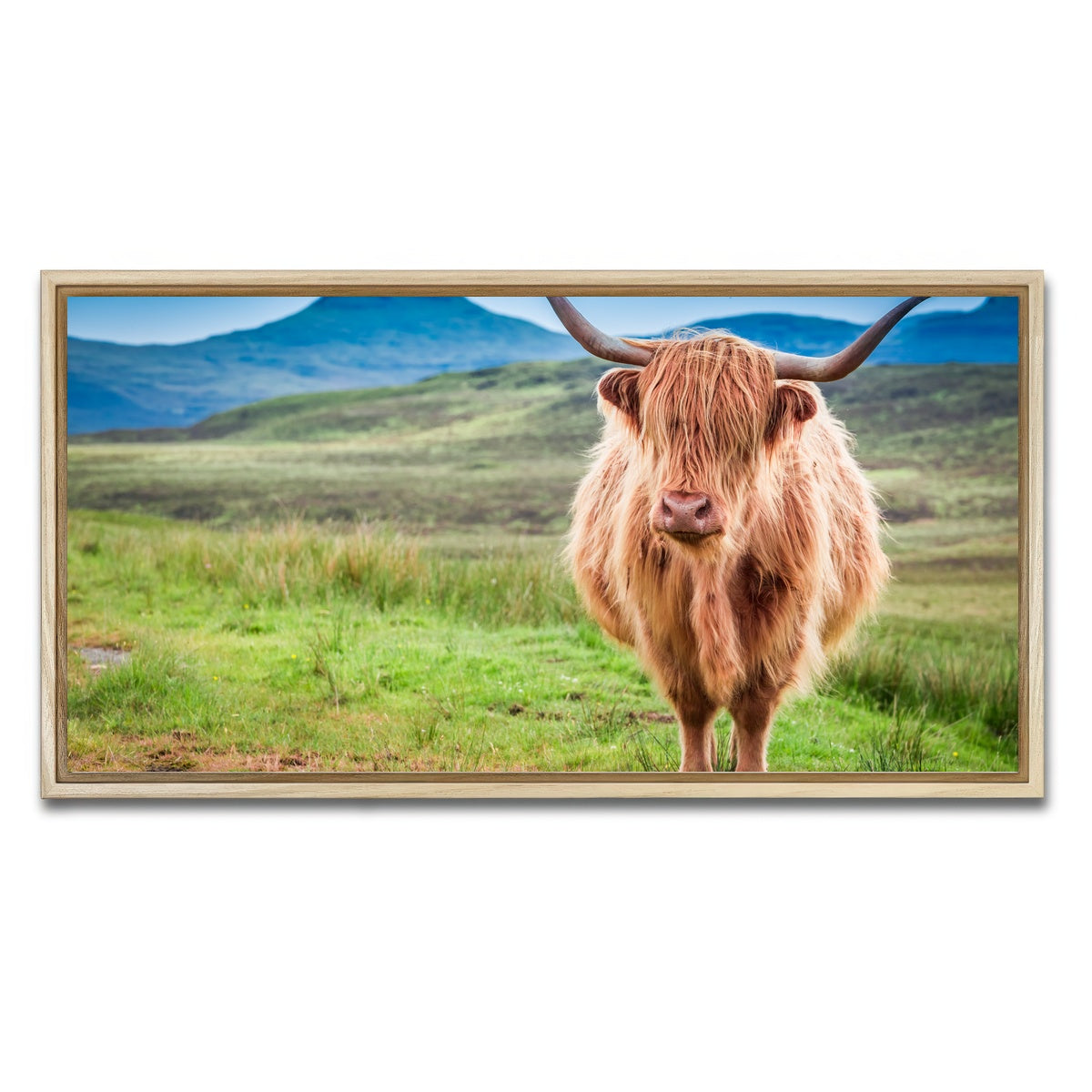 AUTO-MOCKUP WHITE | Highland cow in Isle of Skye | 1 Piece | Natural Framed Canvas | group=2x1
