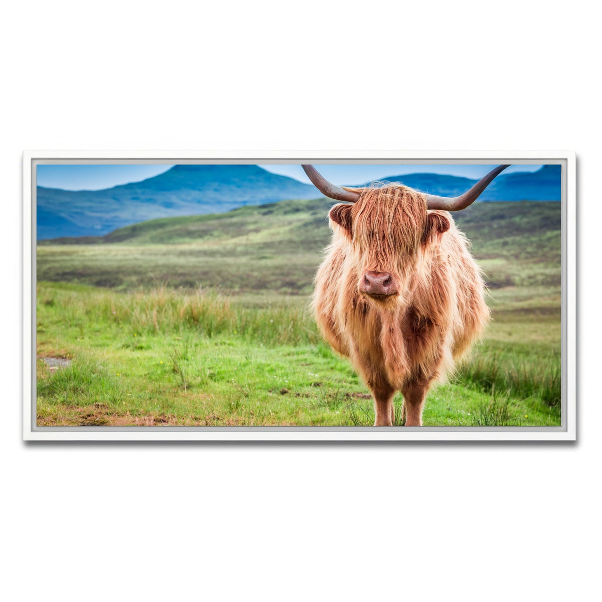 AUTO-MOCKUP WHITE | Highland cow in Isle of Skye | 1 Piece | White Framed Canvas | group=2x1