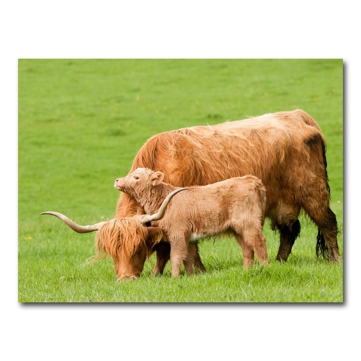AUTO-MOCKUP WHITE | Highland cow with loving calf | 1 Piece | Gallery Wrap Canvas | group=4x3