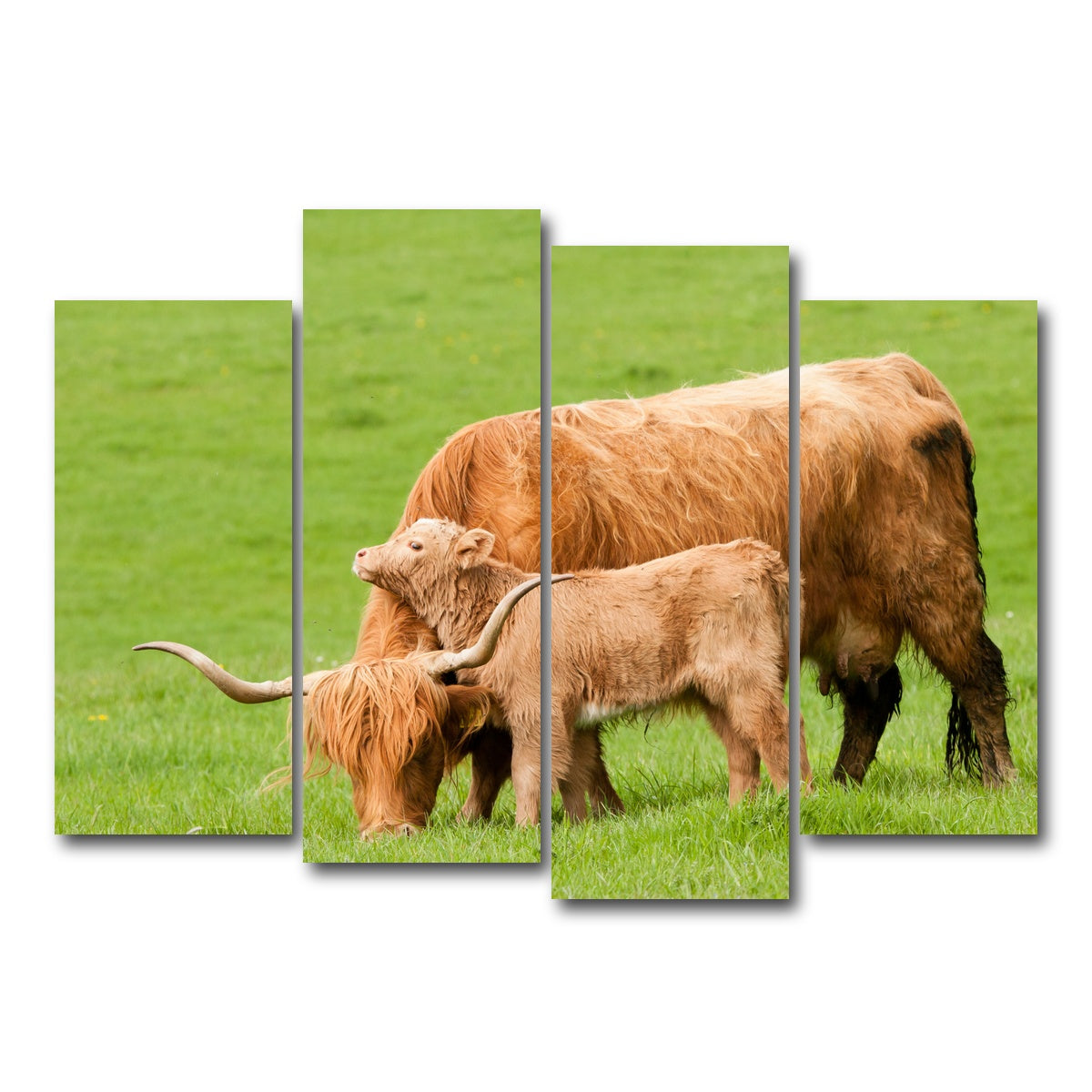 AUTO-MOCKUP WHITE | Highland cow with loving calf | 4 Piece | Gallery Wrap Canvas | group=4_normal