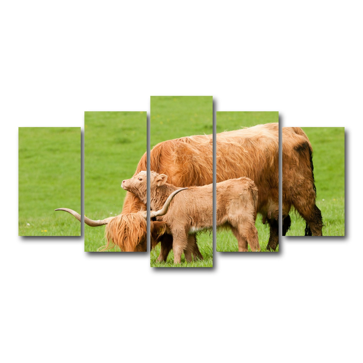 AUTO-MOCKUP WHITE | Highland cow with loving calf | 5 Piece | Gallery Wrap Canvas | group=5_normal
