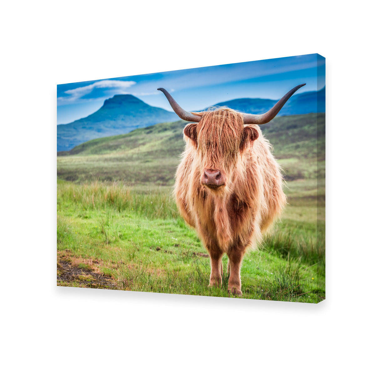 Highland Cow in Lsle of Skye Wall Art