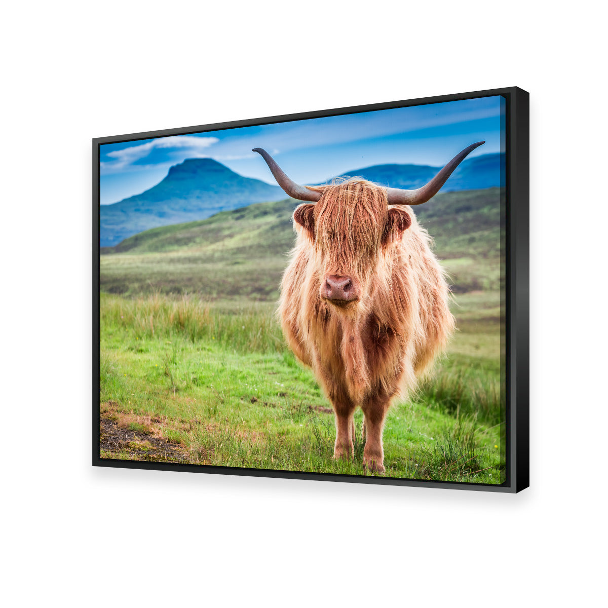 Highland Cow in Lsle of Skye Wall Art