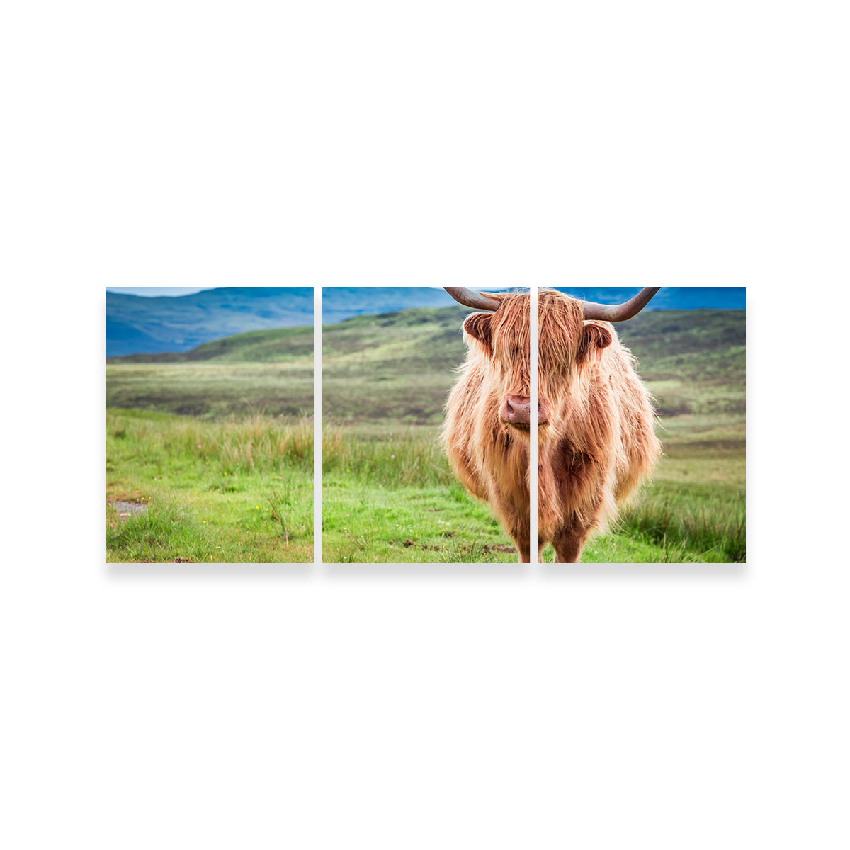 Highland Cow in Lsle of Skye Wall Art