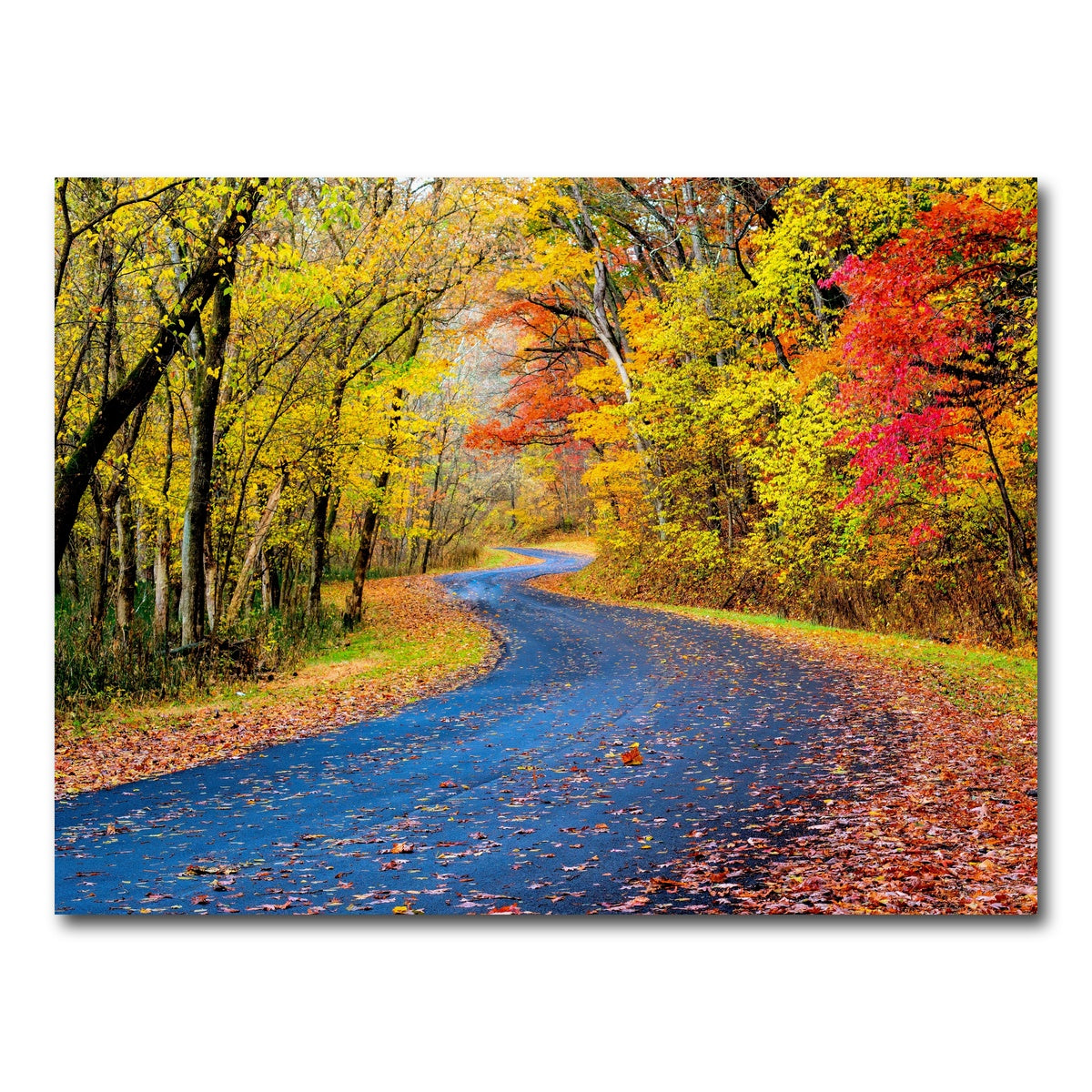 AUTO-MOCKUP WHITE | Hocking Hills fall foliage | 1 Piece | Gallery Wrap Canvas | group=4x3