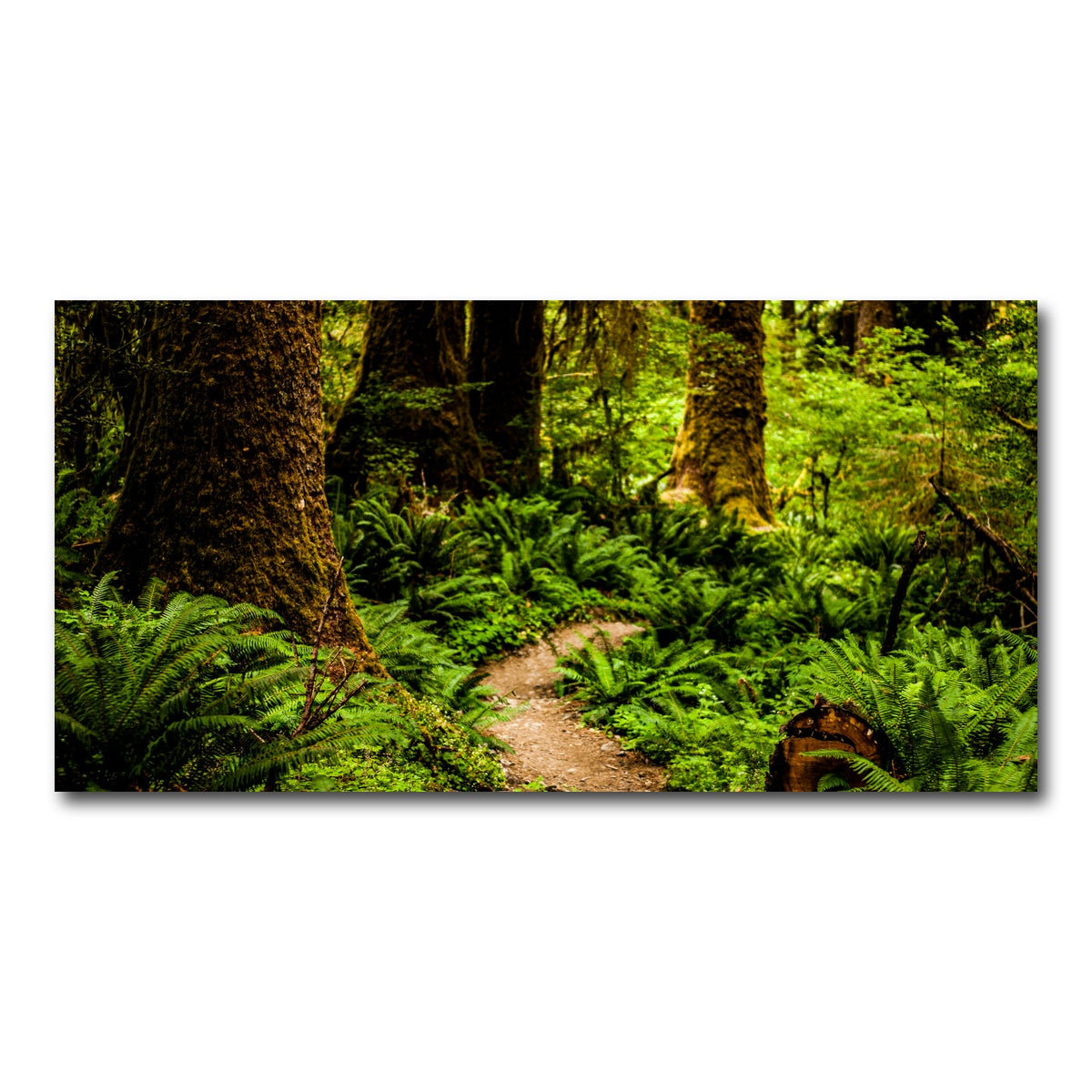 AUTO-MOCKUP WHITE | Hoh Rainforest | 1 Piece | Gallery Wrap Canvas | group=2x1