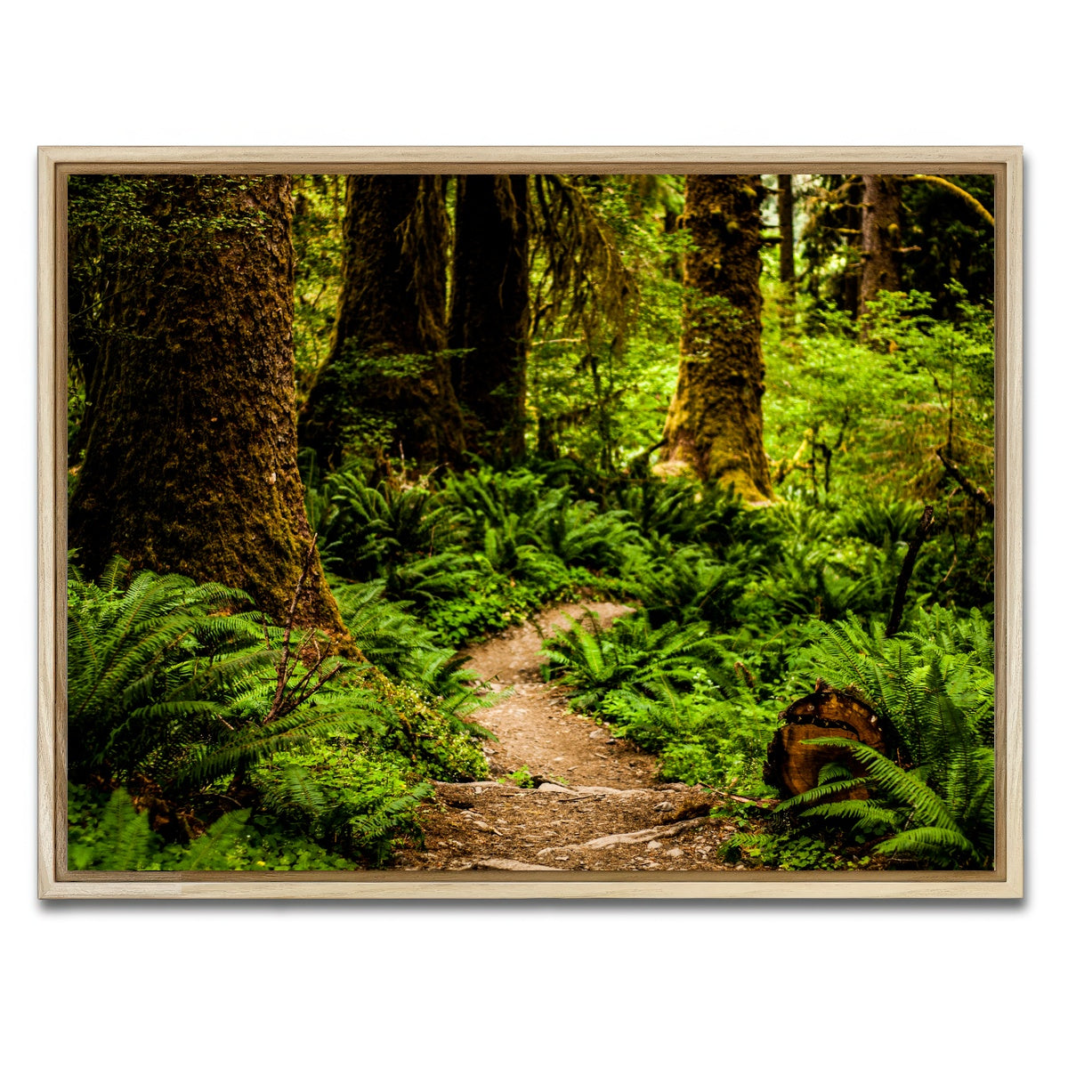 AUTO-MOCKUP WHITE | Hoh Rainforest | 1 Piece | Natural Framed Canvas | group=4x3