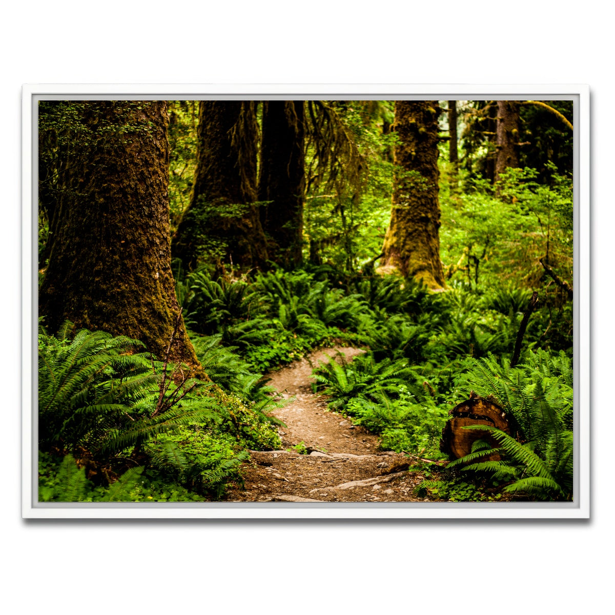 AUTO-MOCKUP WHITE | Hoh Rainforest | 1 Piece | White Framed Canvas | group=4x3