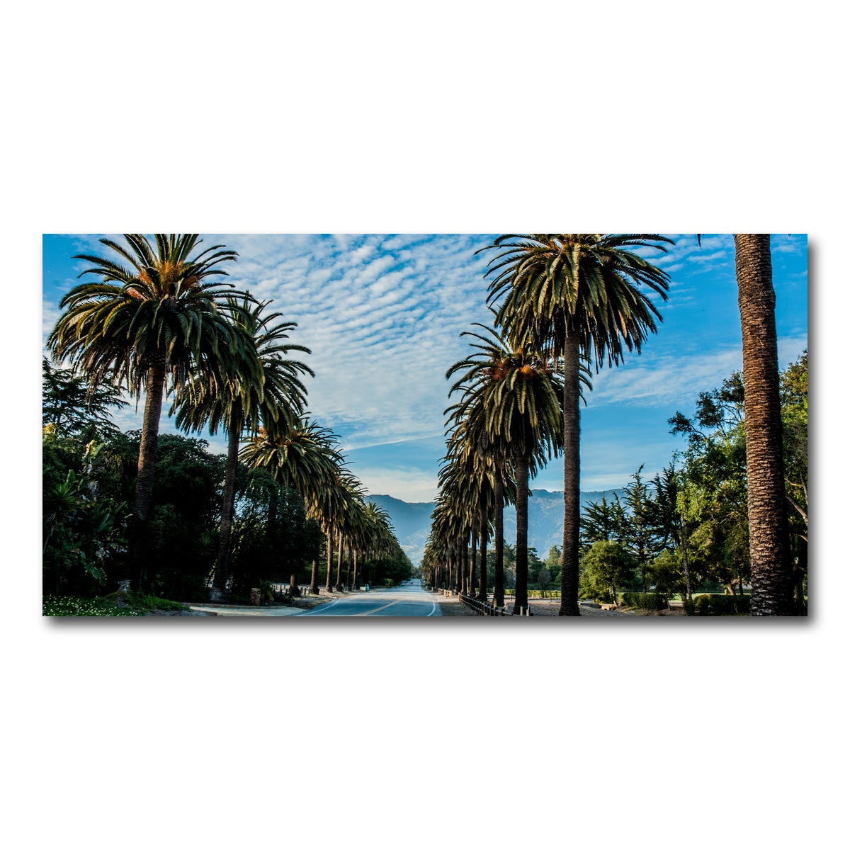 AUTO-MOCKUP WHITE | Hope Ranch Palm Drive | 1 Piece | Gallery Wrap Canvas | group=2x1