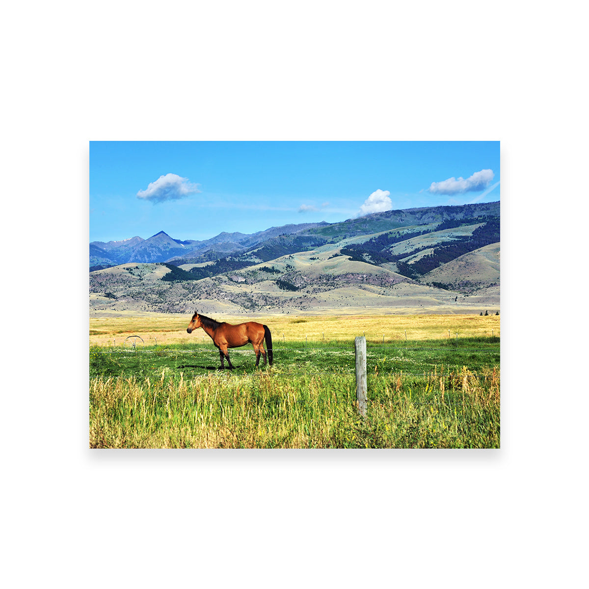 Horse Grazes in Paradise Valley Wall Art