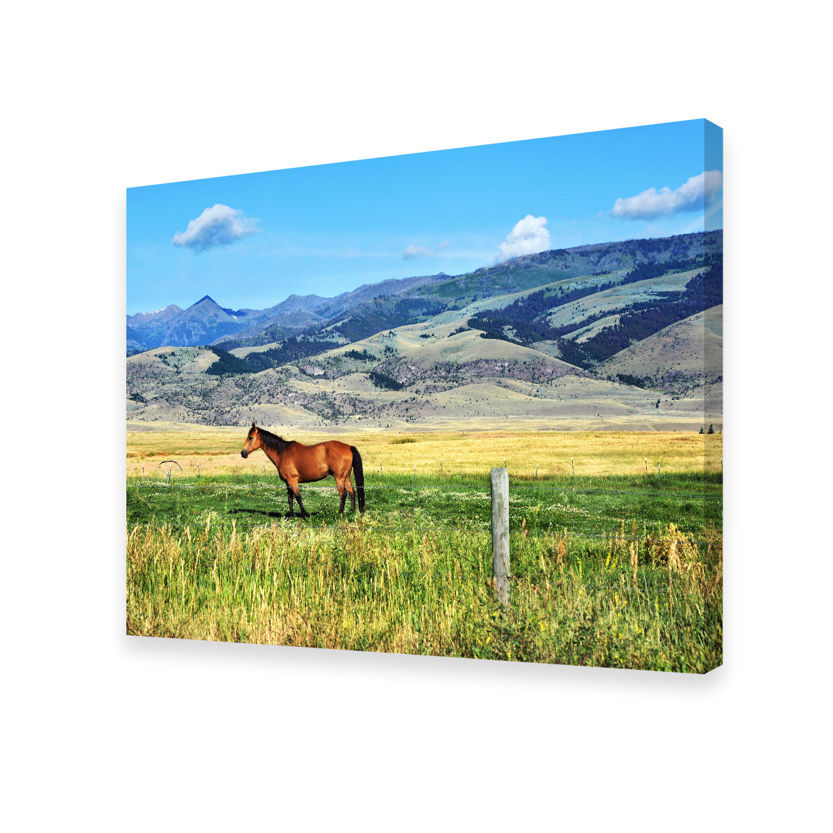 Horse Grazes in Paradise Valley Wall Art