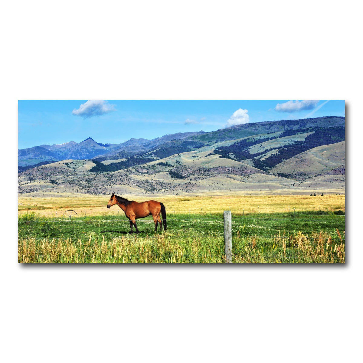 AUTO-MOCKUP WHITE | Horse Grazes in Paradise Valley | 1 Piece | Gallery Wrap Canvas | group=2x1