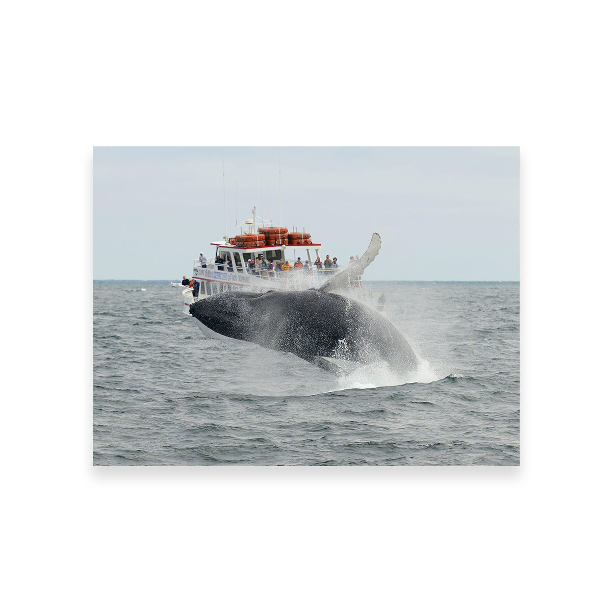 Humpback - Cape Cod Wall Art