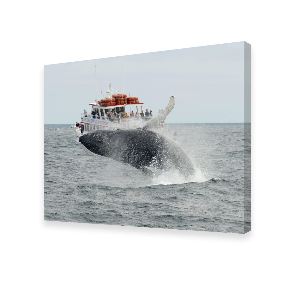 Humpback - Cape Cod Wall Art