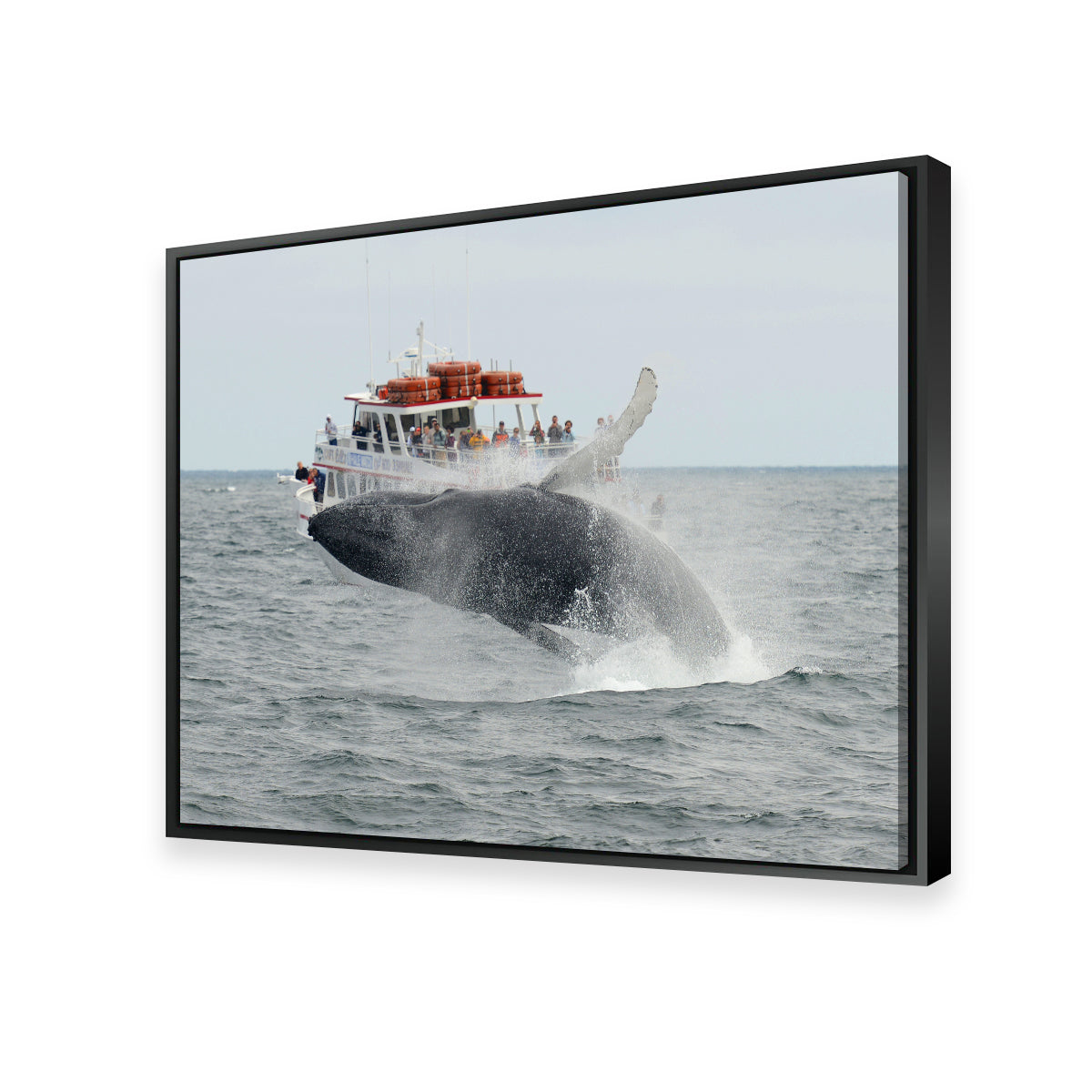 Humpback - Cape Cod Wall Art