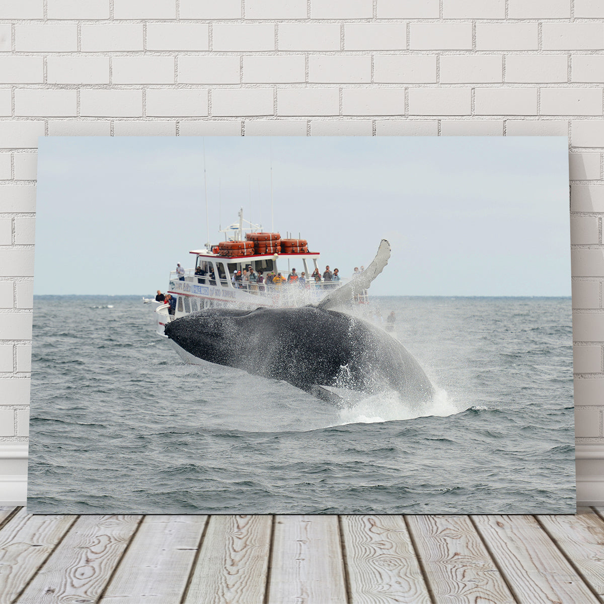 Humpback - Cape Cod Wall Art