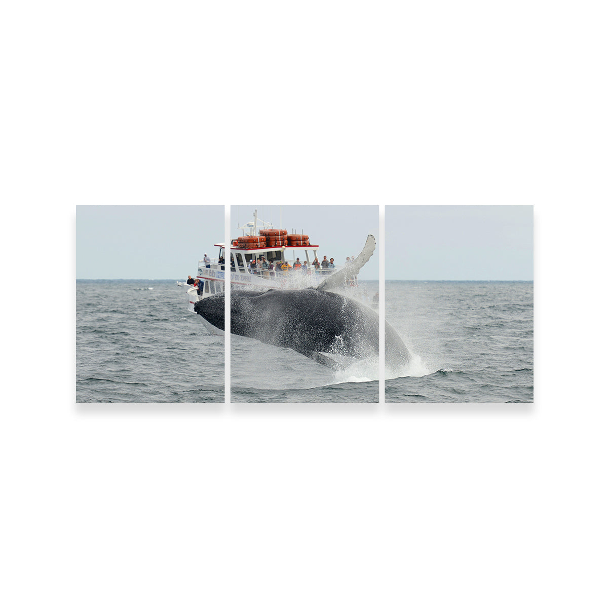 Humpback - Cape Cod Wall Art