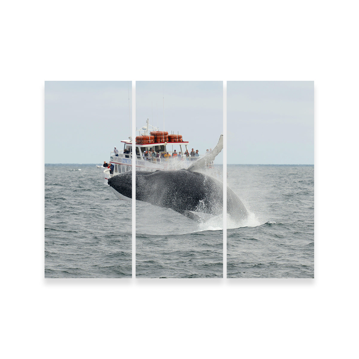 Humpback - Cape Cod Wall Art