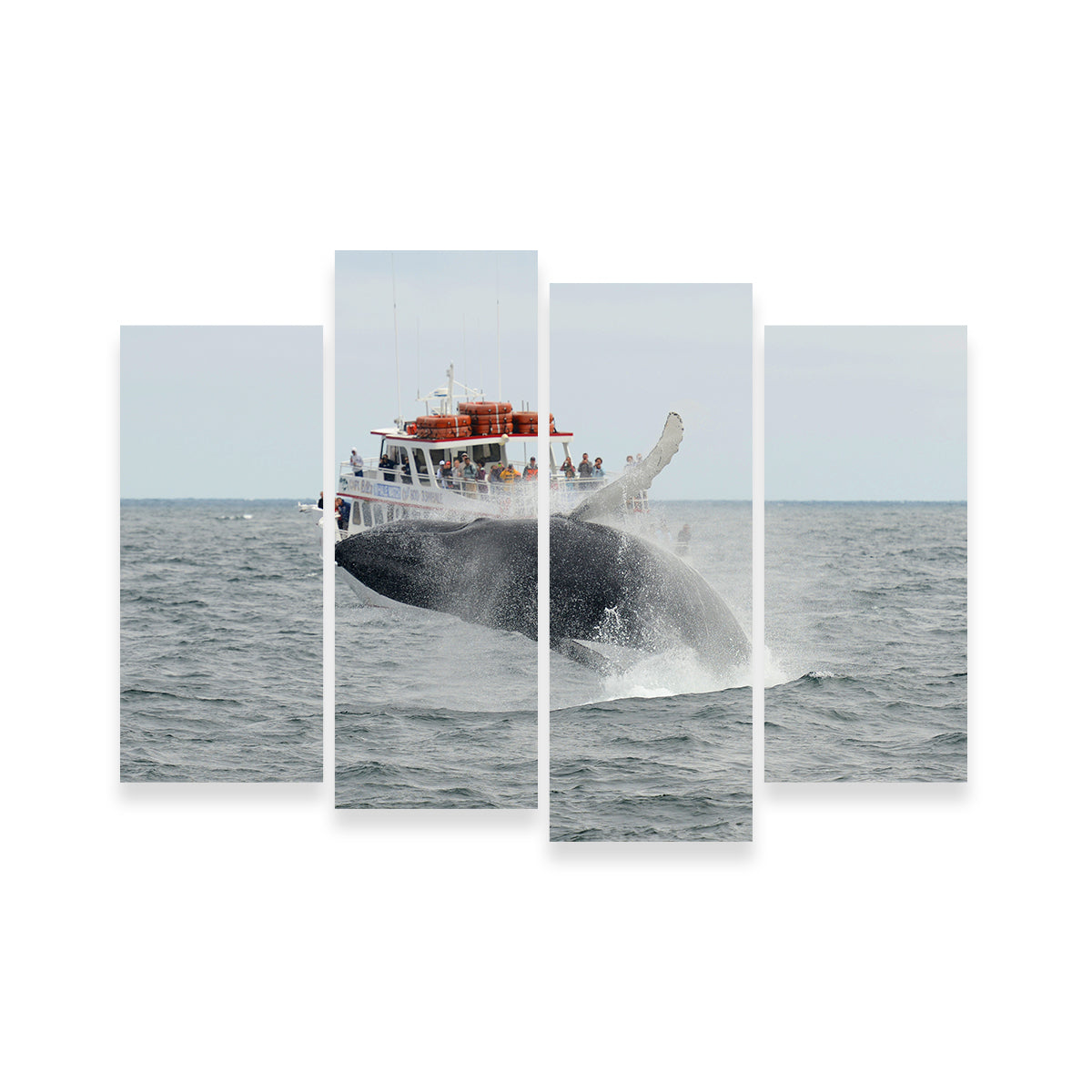Humpback - Cape Cod Wall Art