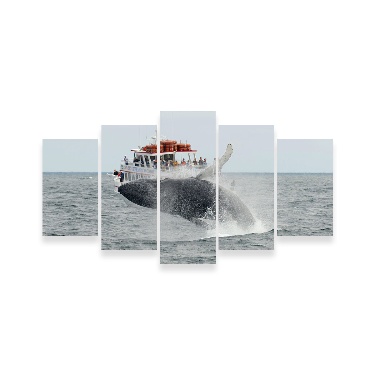Humpback - Cape Cod Wall Art