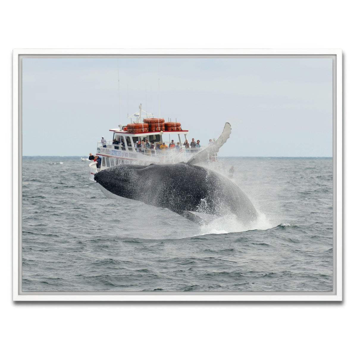 AUTO-MOCKUP WHITE | Humpback - Cape Cod | 1 Piece | White Framed Canvas | group=4x3