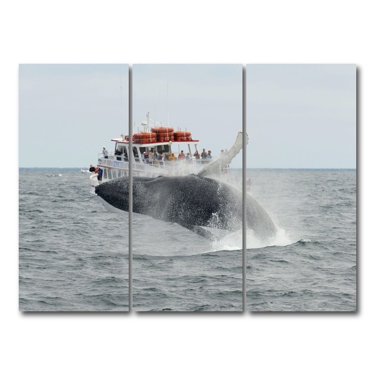 AUTO-MOCKUP WHITE | Humpback - Cape Cod | 3 Piece | Gallery Wrap Canvas | group=8x18