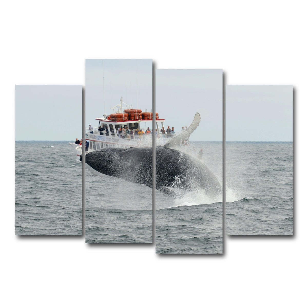 AUTO-MOCKUP WHITE | Humpback - Cape Cod | 4 Piece | Gallery Wrap Canvas | group=4_normal