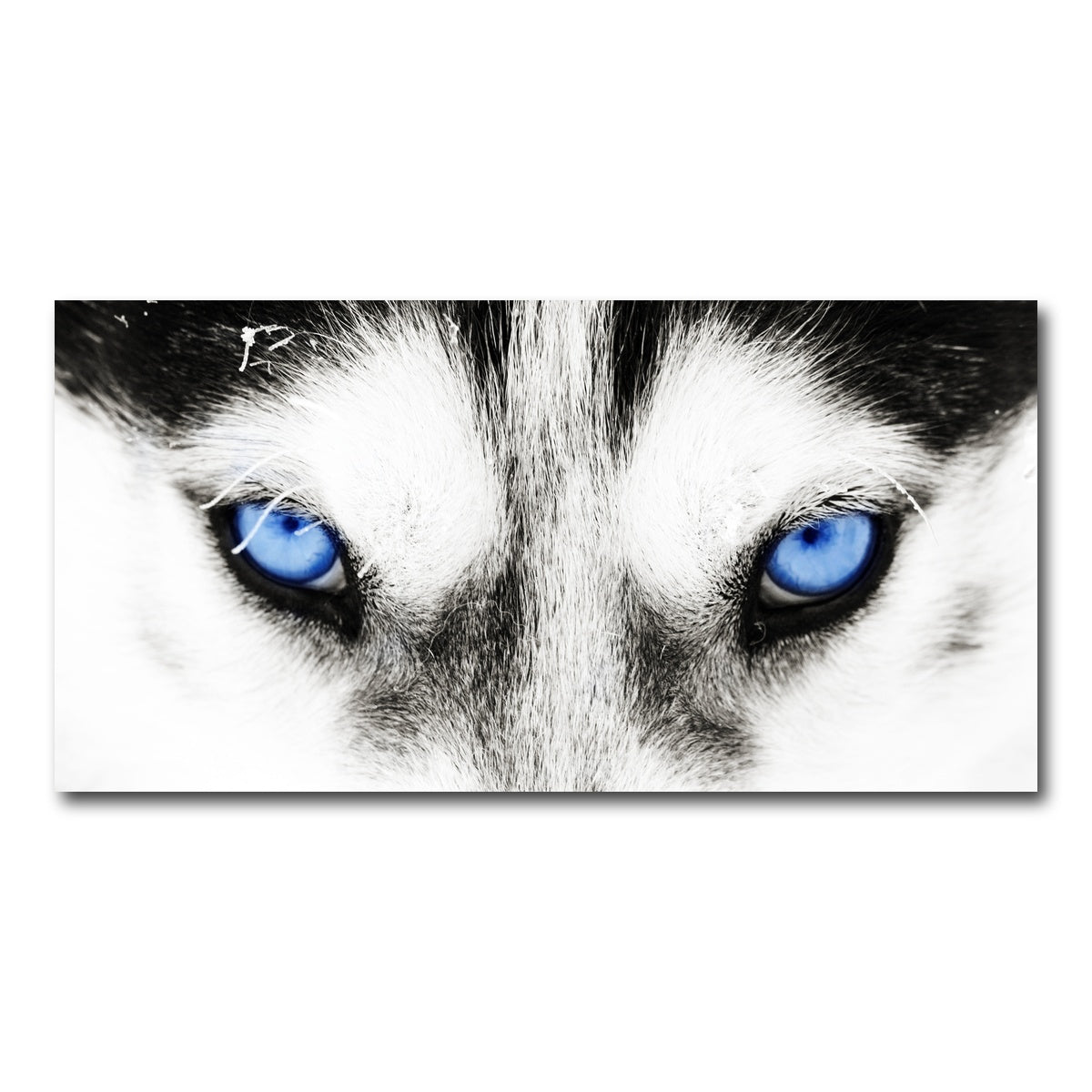 AUTO-MOCKUP WHITE | Husky Blue Eyes | 1 Piece | Gallery Wrap Canvas | group=2x1