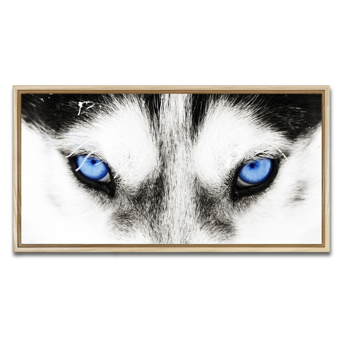 AUTO-MOCKUP WHITE | Husky Blue Eyes | 1 Piece | Natural Framed Canvas | group=2x1