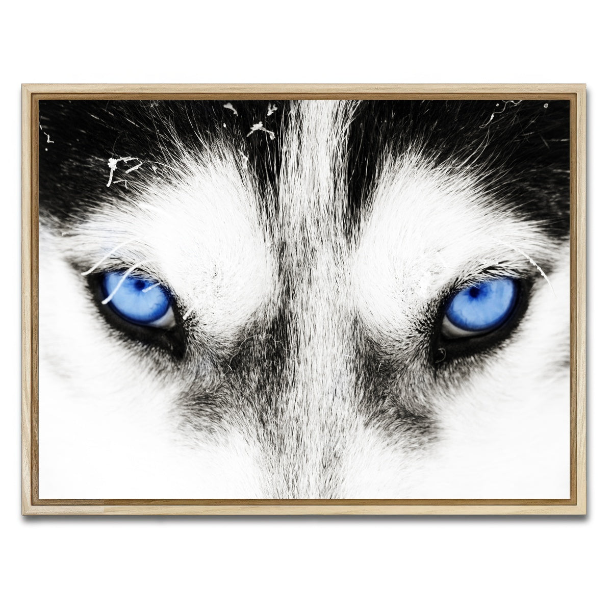AUTO-MOCKUP WHITE | Husky Blue Eyes | 1 Piece | Natural Framed Canvas | group=4x3