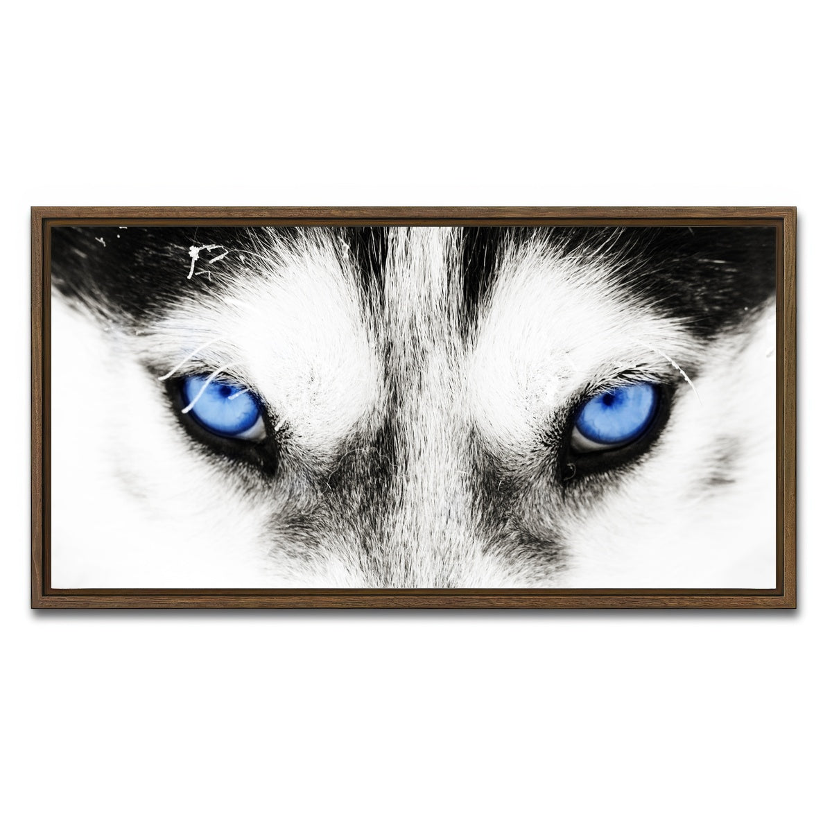 AUTO-MOCKUP WHITE | Husky Blue Eyes | 1 Piece | Walnut Framed Canvas | group=2x1